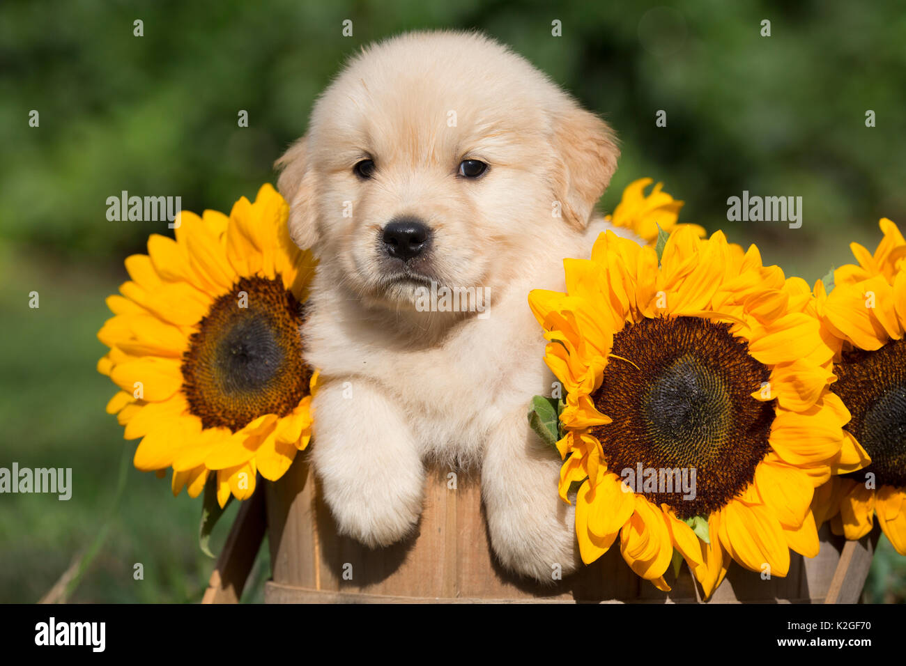 Chiot Golden Retriever dans le panier en bois avec des tournesols ; USA Banque D'Images