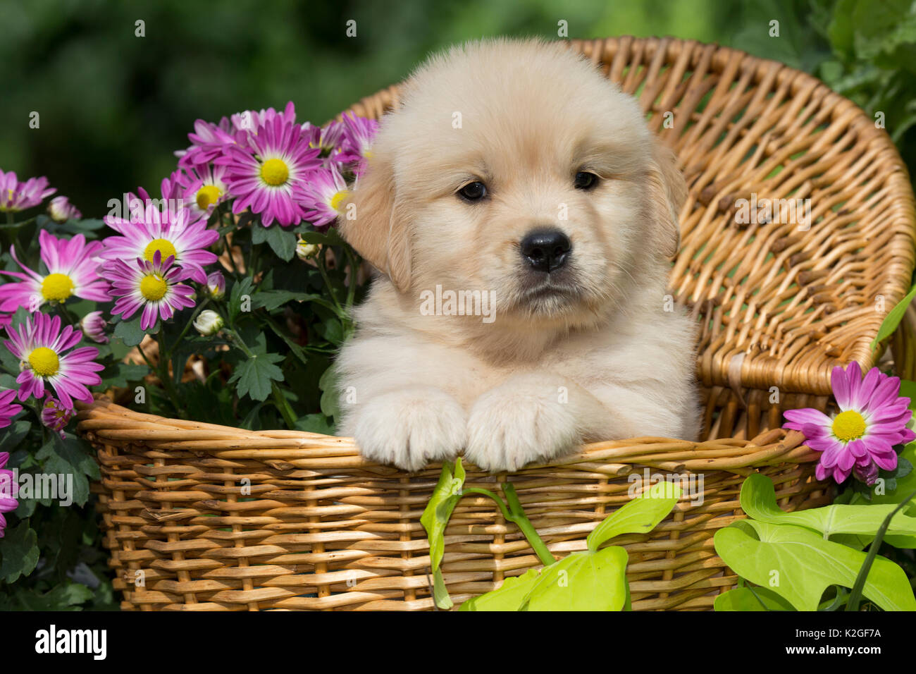 Chiot Golden Retriever dans le panier en bois avec fleurs violettes ; USA. Banque D'Images