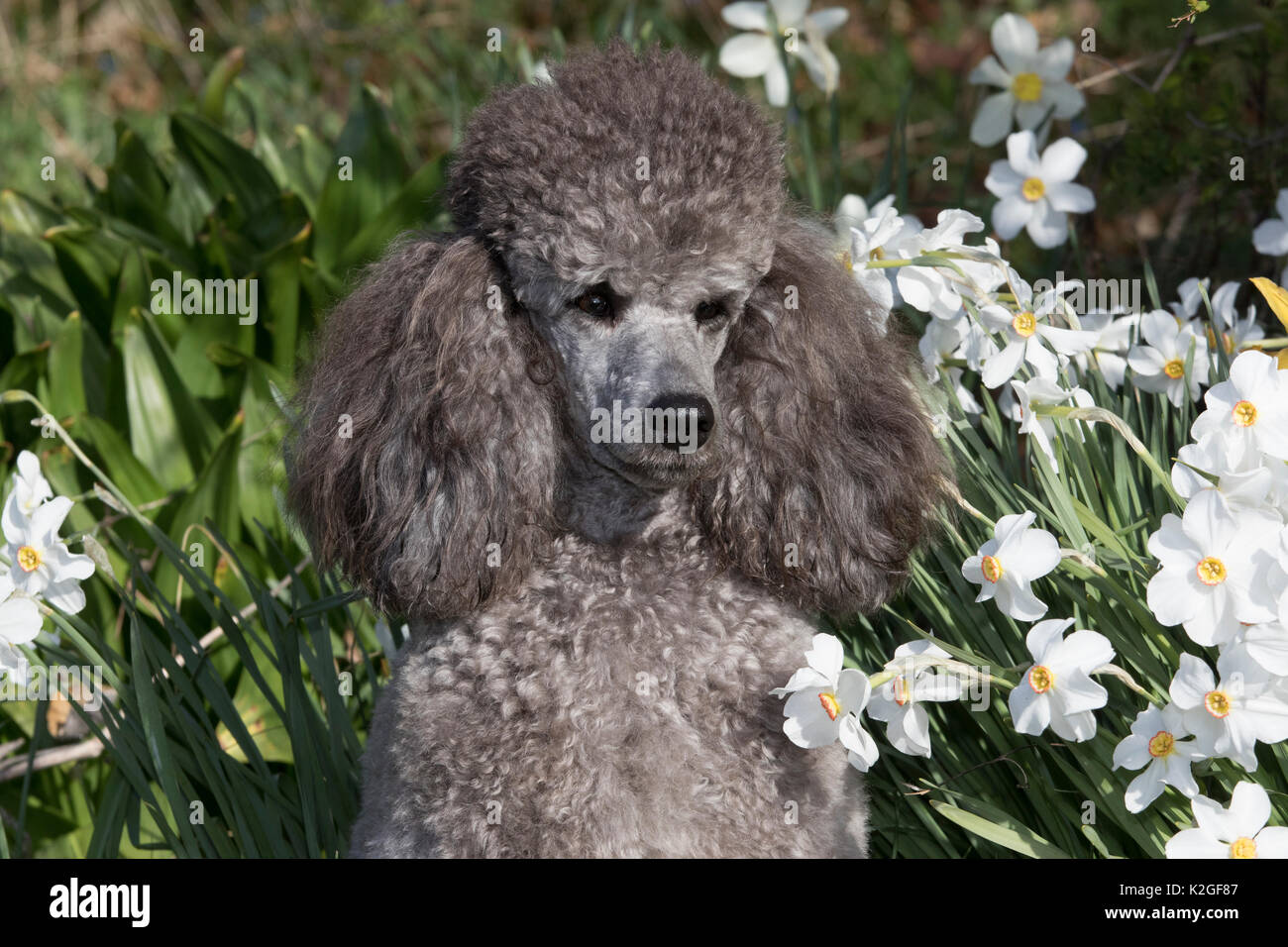 Caniche miniature assis dans jardin, USA. Banque D'Images