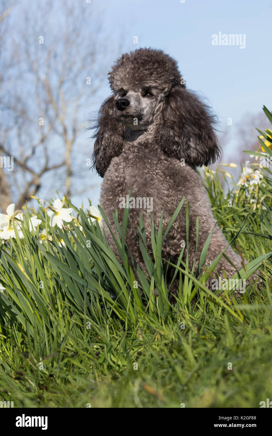 Caniche miniature assis dans jardin, USA. Banque D'Images