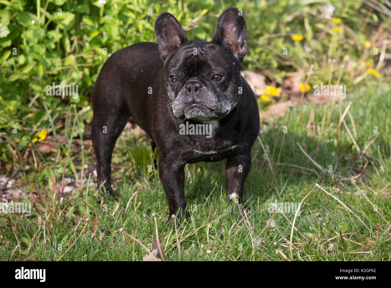 Bouledogue français standing in garden, USA. Banque D'Images