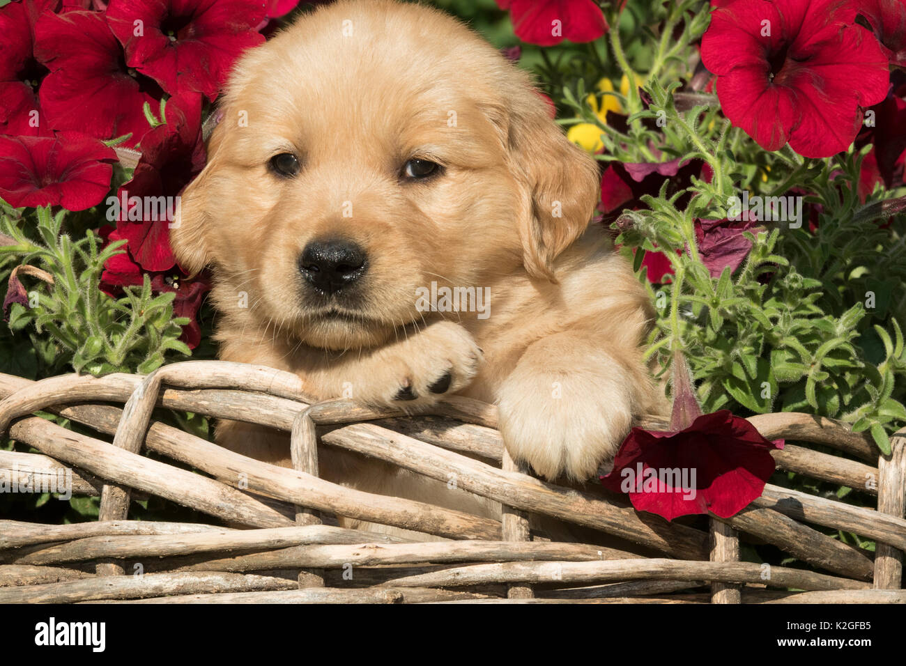 Chiot golden retriever dans panier de fleurs, USA. Banque D'Images