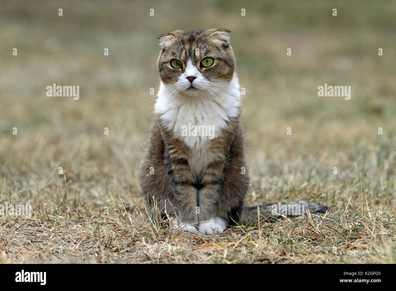 Chat Scottish Fold, Alsace, France, en juillet. Banque D'Images