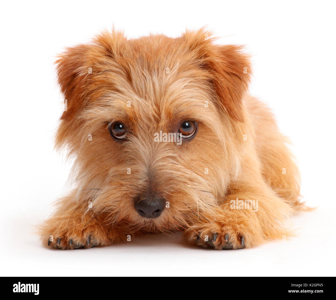 Chien de terrier de Norfolk, Otto, l'âge de 1 an. Banque D'Images