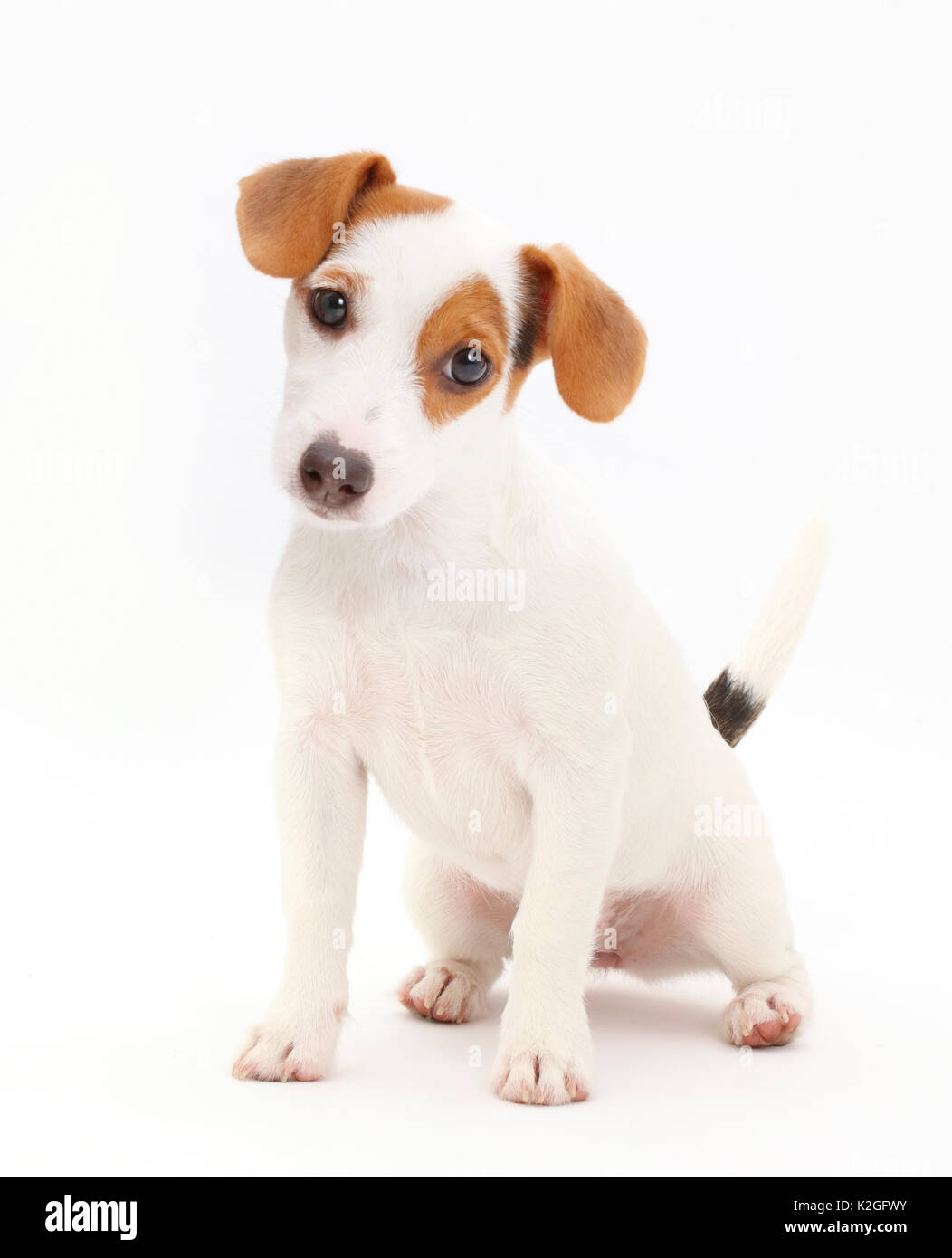 Jack Russell Terrier puppy sitting. Banque D'Images