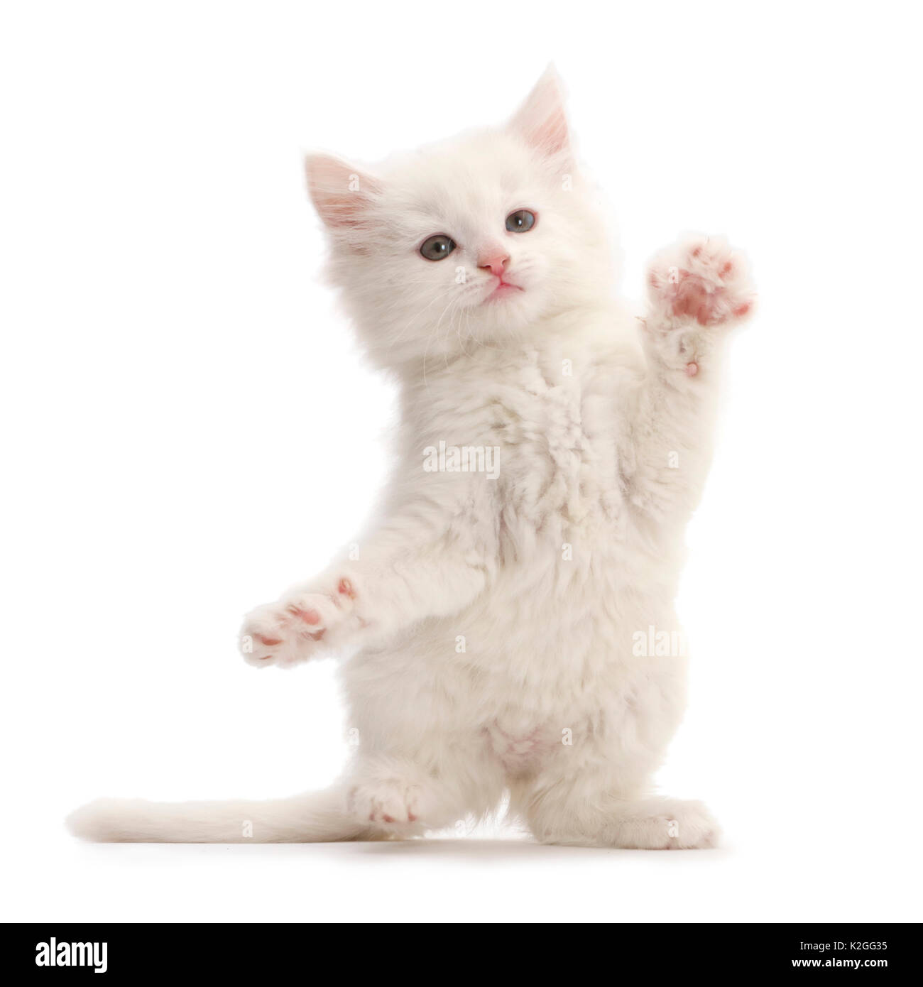 White kitten playing, debout sur ses pattes. Banque D'Images