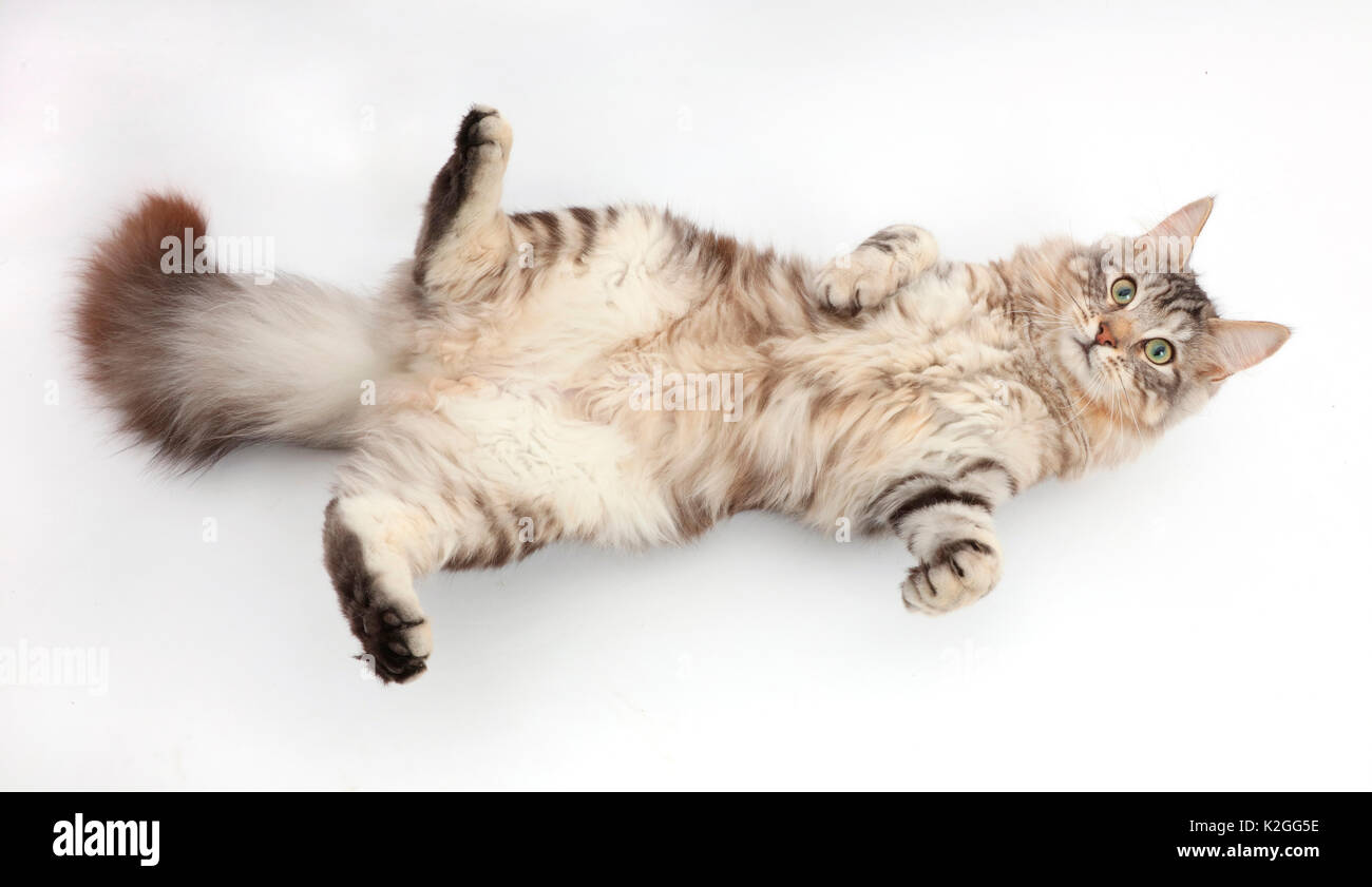 Silver Tabby cat, Loki, l'âge de 7 mois, couché sur le dos et en haut. Banque D'Images