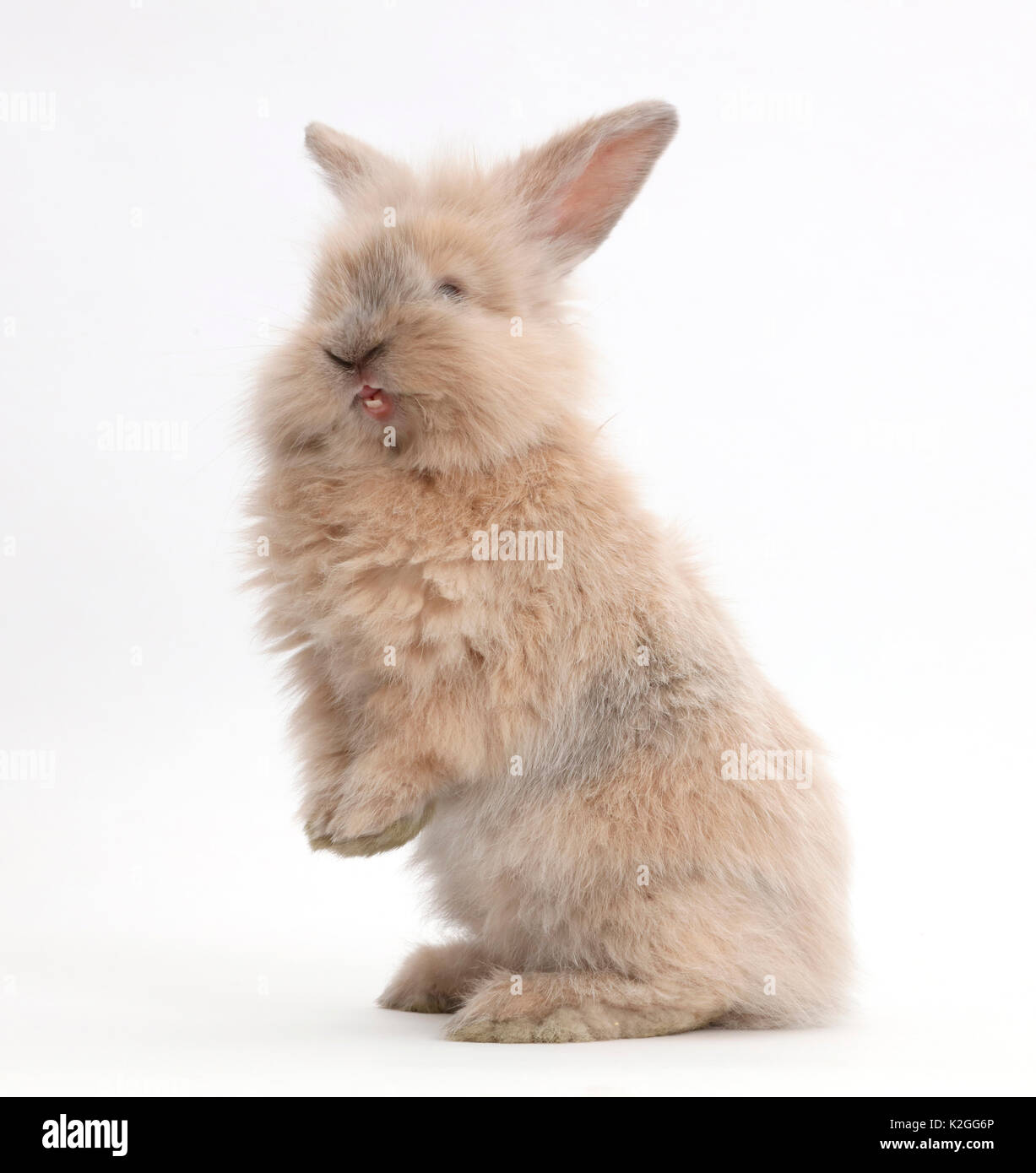 Jeune lapin debout. Banque D'Images