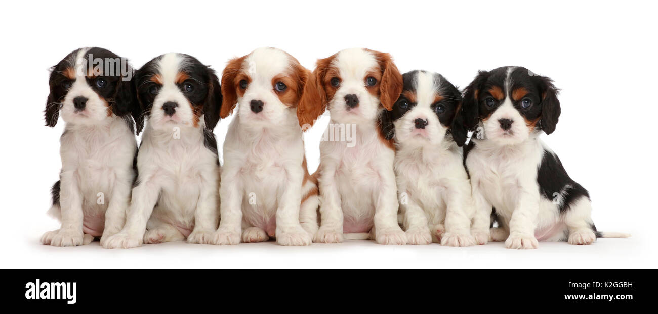 6 Cavalier King Charles Spaniel puppies, quatre tricolore et Blenheim deux couleurs. Assis dans une rangée. Banque D'Images