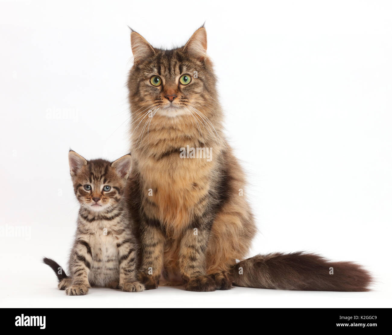 Tabby cat kitten et mère, l'âge de 5 semaines. Banque D'Images
