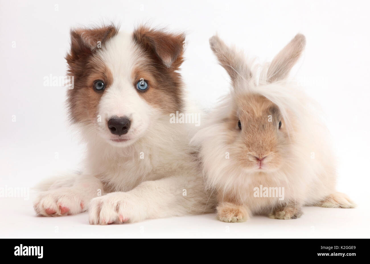 Chiots moelleux blancs Banque de photographies et d’images à haute résolution Alamy