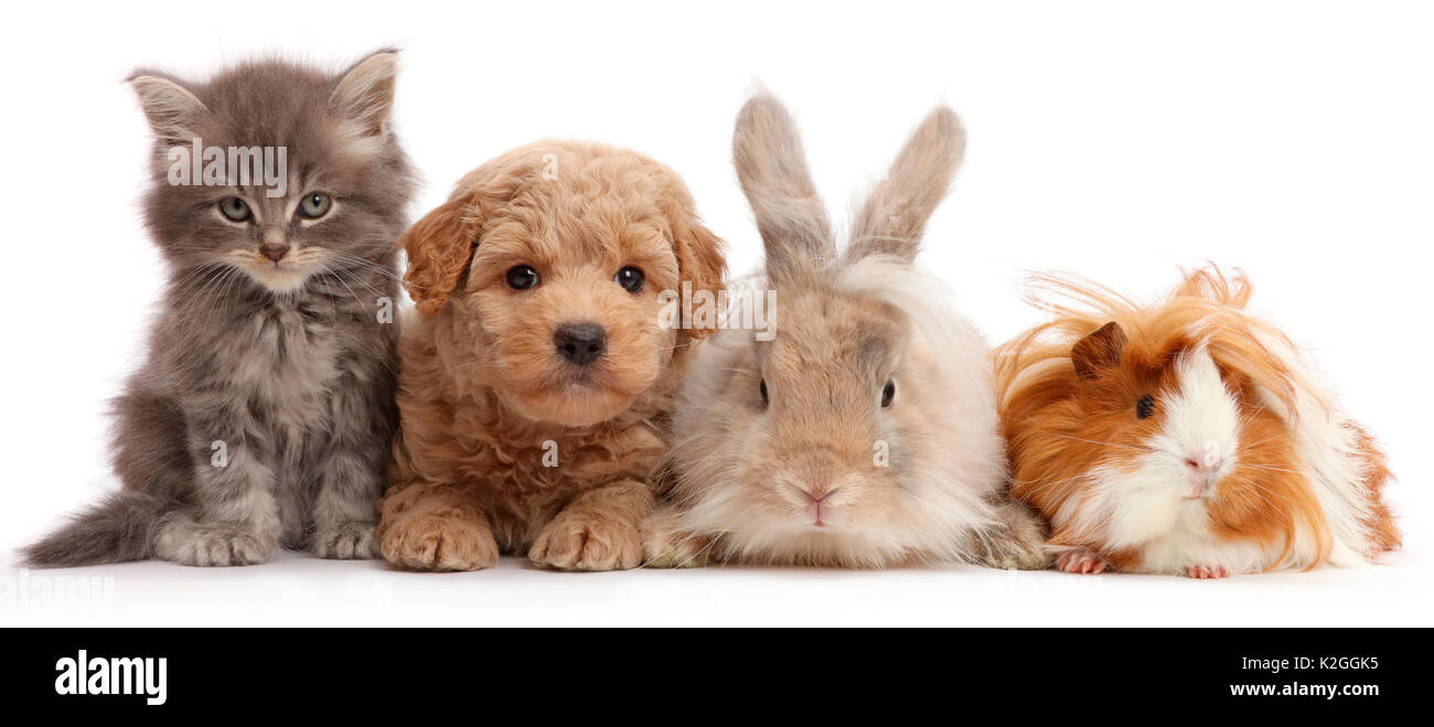 Chaton gris, Goldendoodle puppy, le lapin et le cobaye. Banque D'Images