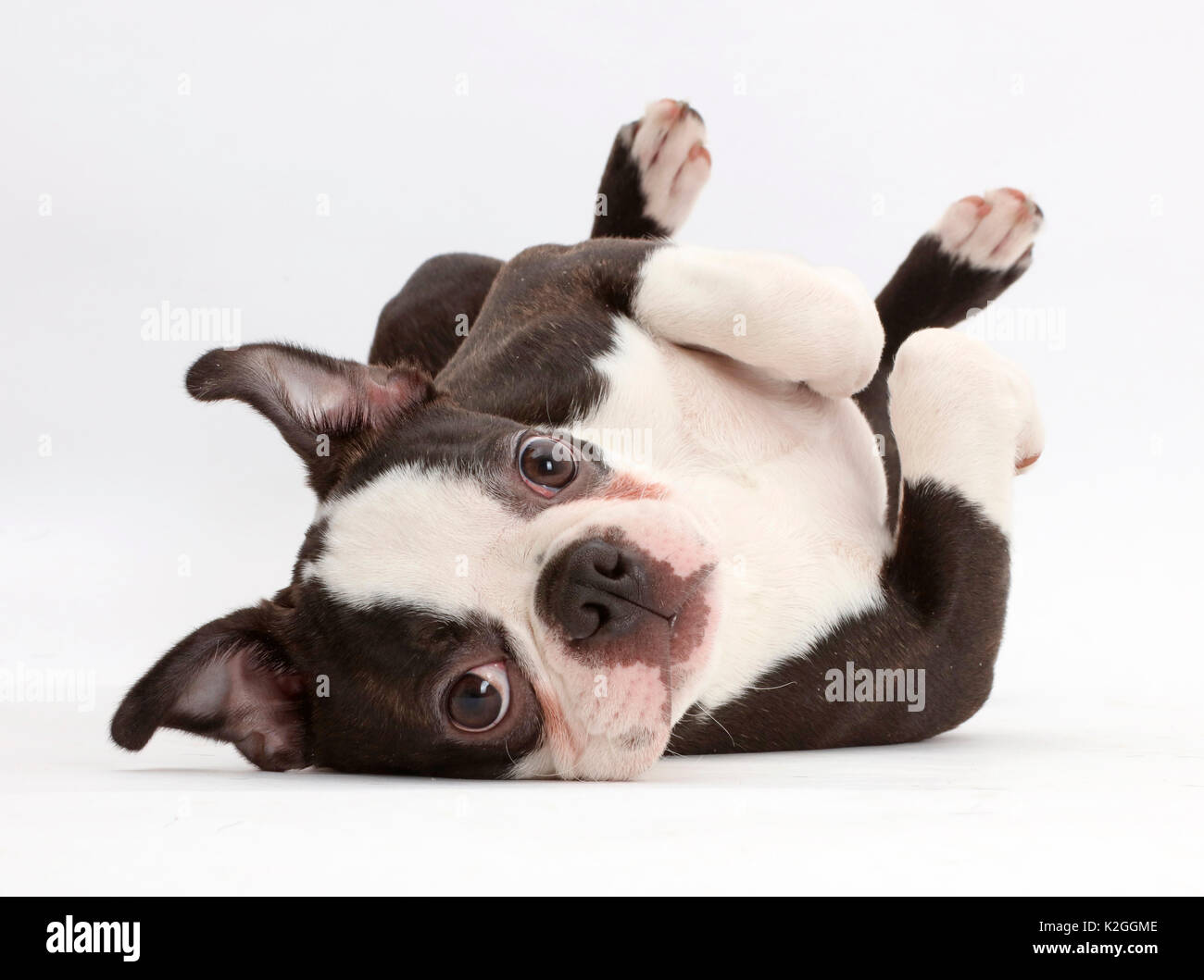 Boston Terrier, l'âge de 5 mois, couché sur le dos. Banque D'Images