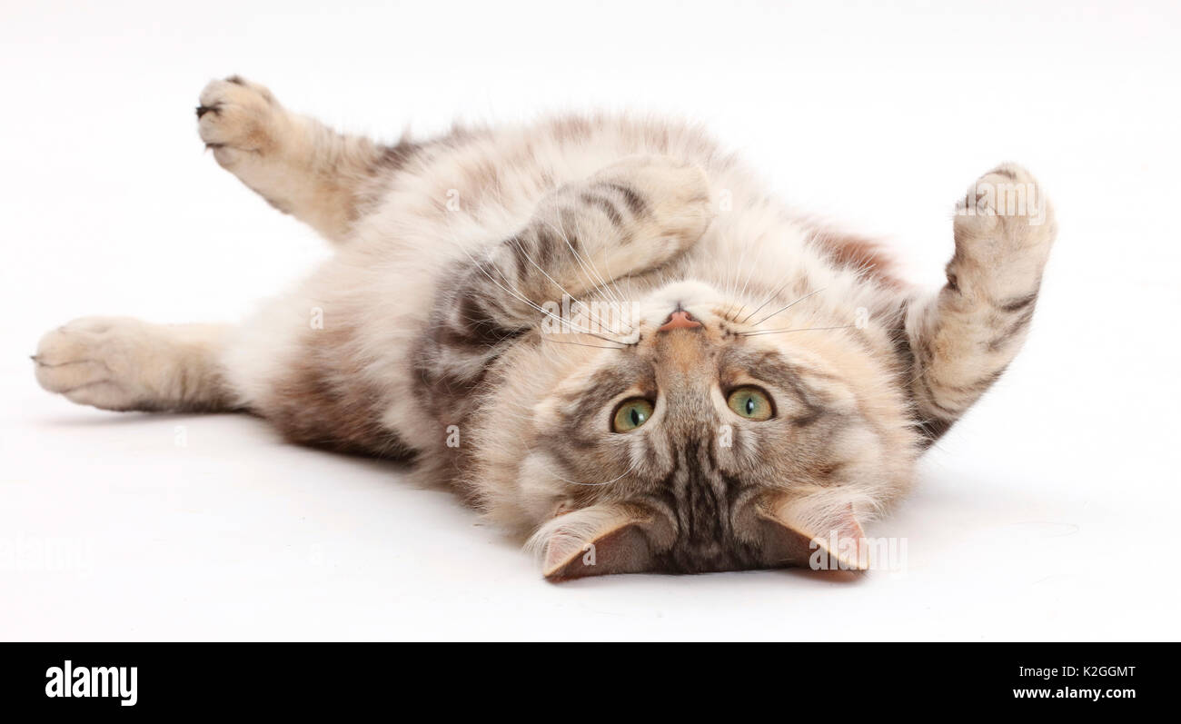 Silver Tabby cat, Loki, l'âge de 7 mois, roulant sur son dos. Banque D'Images