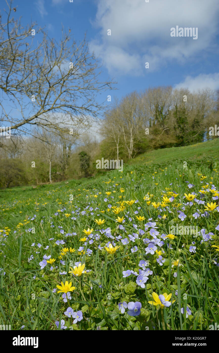 Tapis de la véronique Germandrée (Veronica chamaedrys) et moindre celandines (Ranunculus ficaria) floraison sur une colline pré, Bathwick, baignoire et le nord-est du Somerset, Royaume-Uni, avril. Banque D'Images