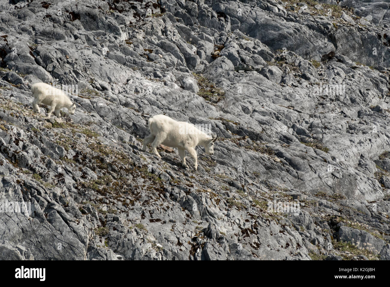 Une femelle adulte la chèvre de montagne (Oreamnos americanus) et le jeune garçon descendre une pente rocheuse traîtresse dans le sud-est de l'Alaska, USA. Banque D'Images