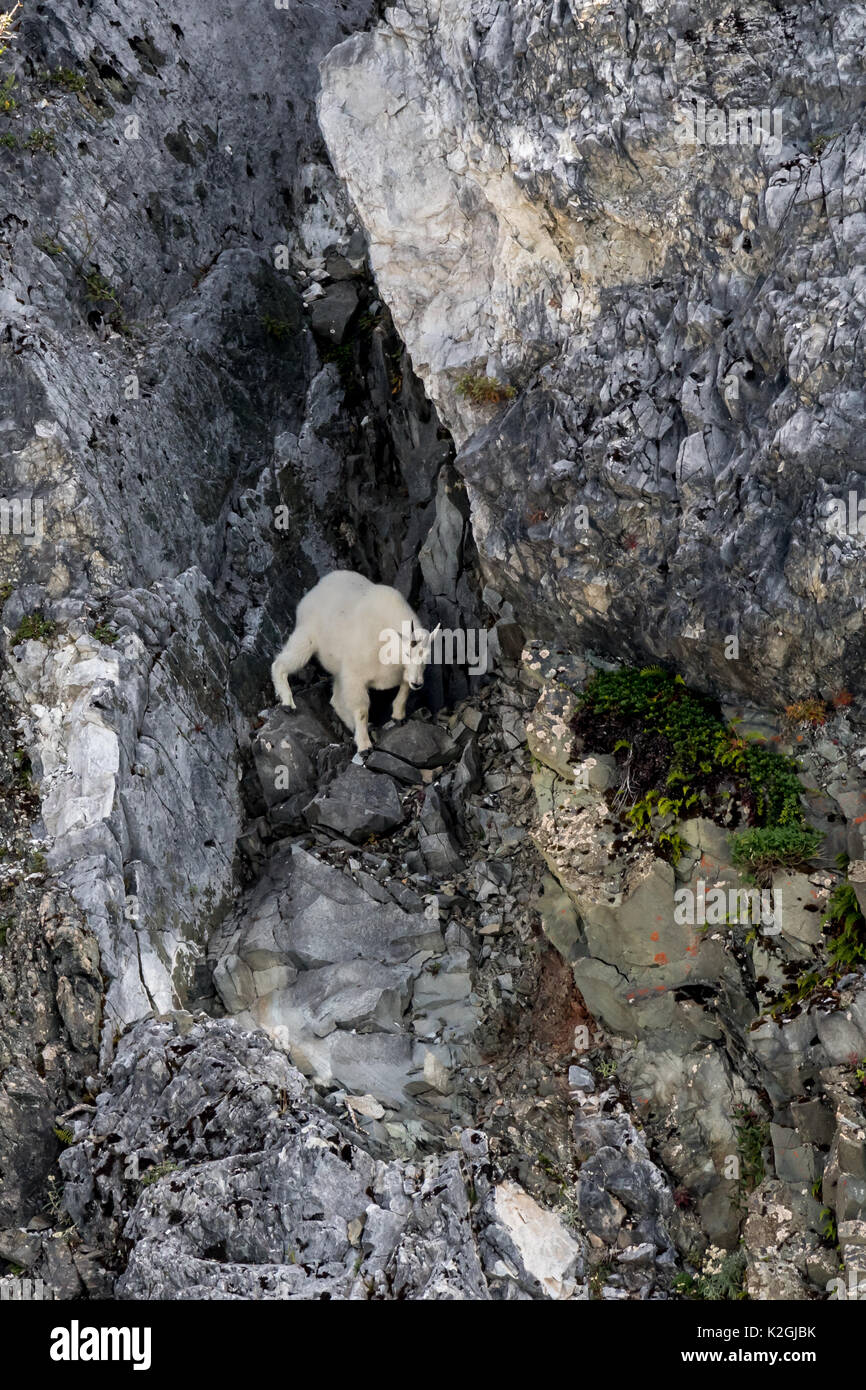 Un adulte la chèvre de montagne (Oreamnos americanus) descendre une pente rocheuse traîtresse. Banque D'Images