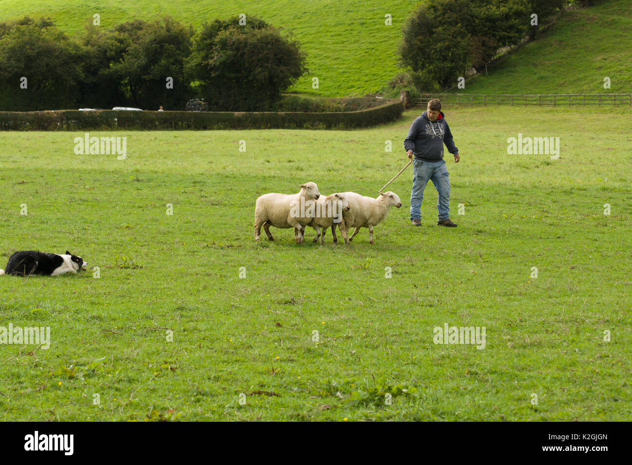 Un agriculteur et son Welsh Border Collie en compétition dans la vallée 12 annuel chien cliniques dans le Nord du Pays de Galles 12 Glyn Banque D'Images