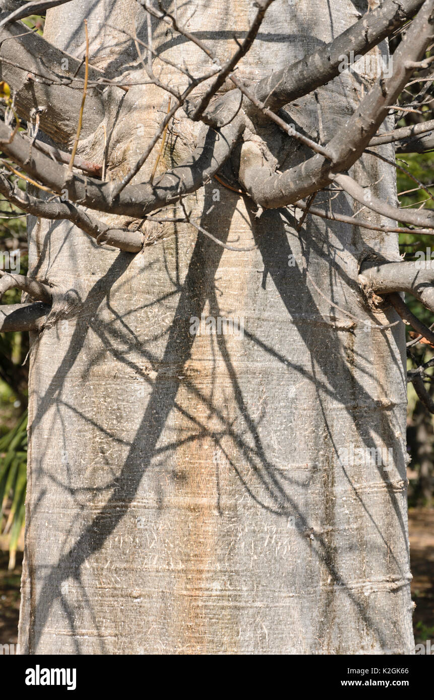 Le Baobab (Adansonia digitata) Banque D'Images