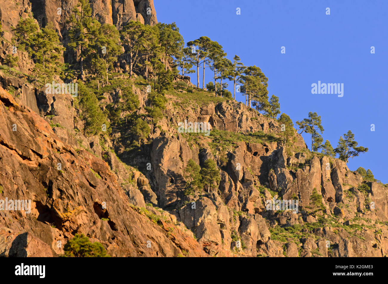 Île des canaries pin (Pinus canariensis), Gran Canaria, Espagne Banque D'Images