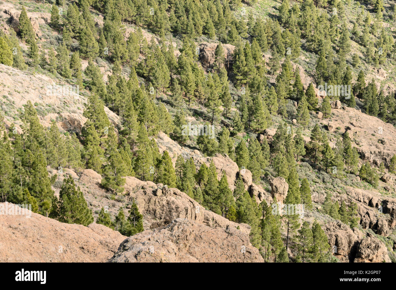 Île des canaries pin (Pinus canariensis) au pico de las Nieves, Gran Canaria, Espagne Banque D'Images