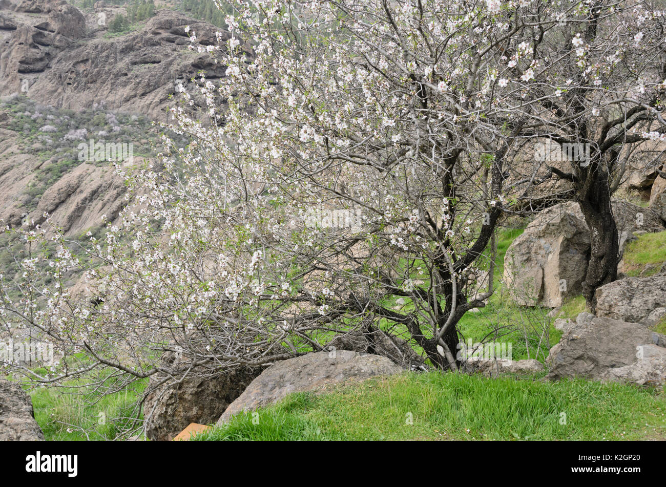 L'amandier (Prunus dulcis) près de ayacata, Gran Canaria, Espagne Banque D'Images