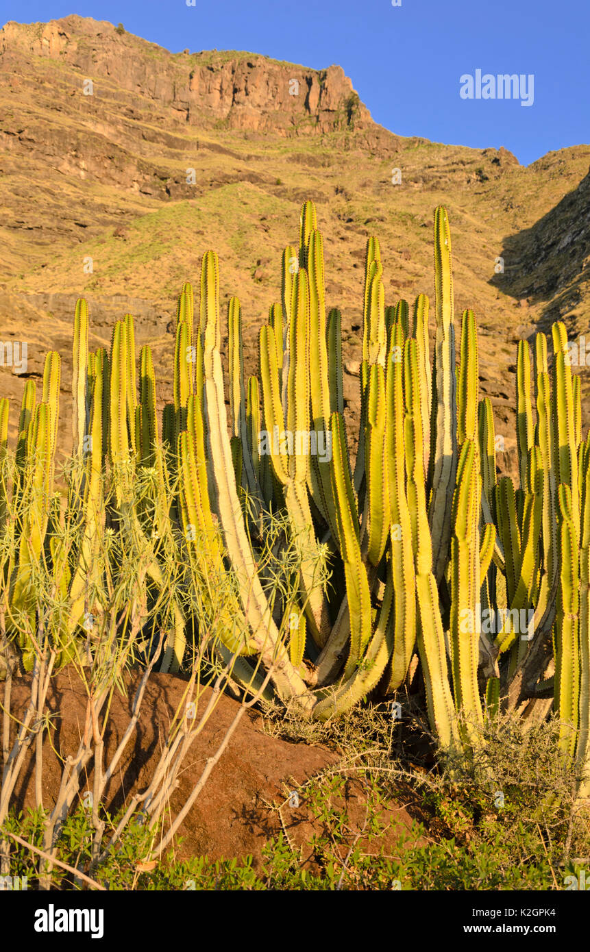 Île des Canaries l'euphorbe ésule (Euphorbia canariensis), Gran Canaria, Espagne Banque D'Images