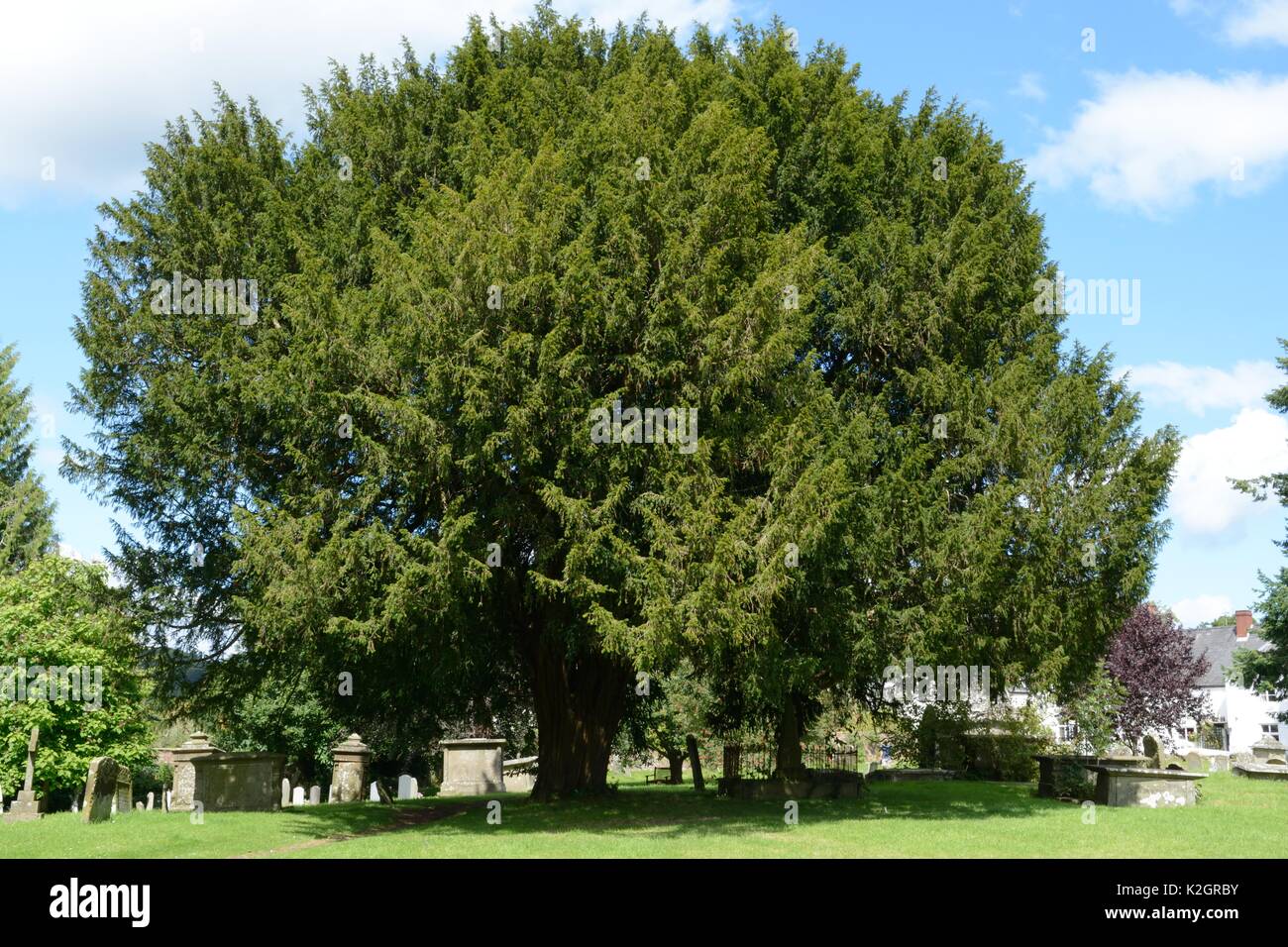 Arbre d'if dans le cimetière de l'église All Saints Newland La cathédrale de la Forêt Forêt de Banque D'Images