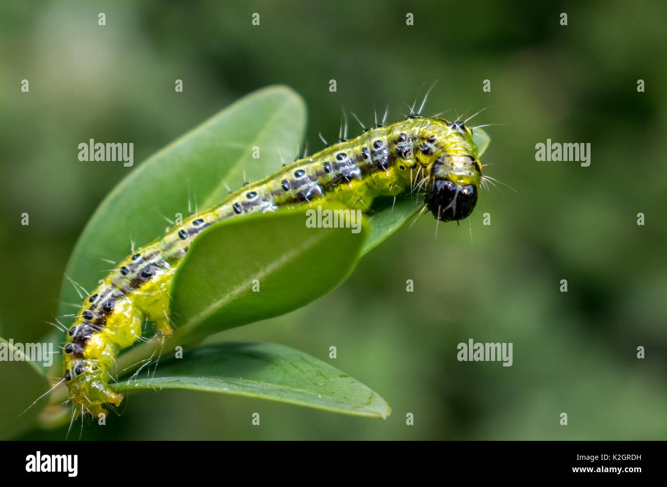 Feuilles vert vif sur Caterpillar Banque D'Images