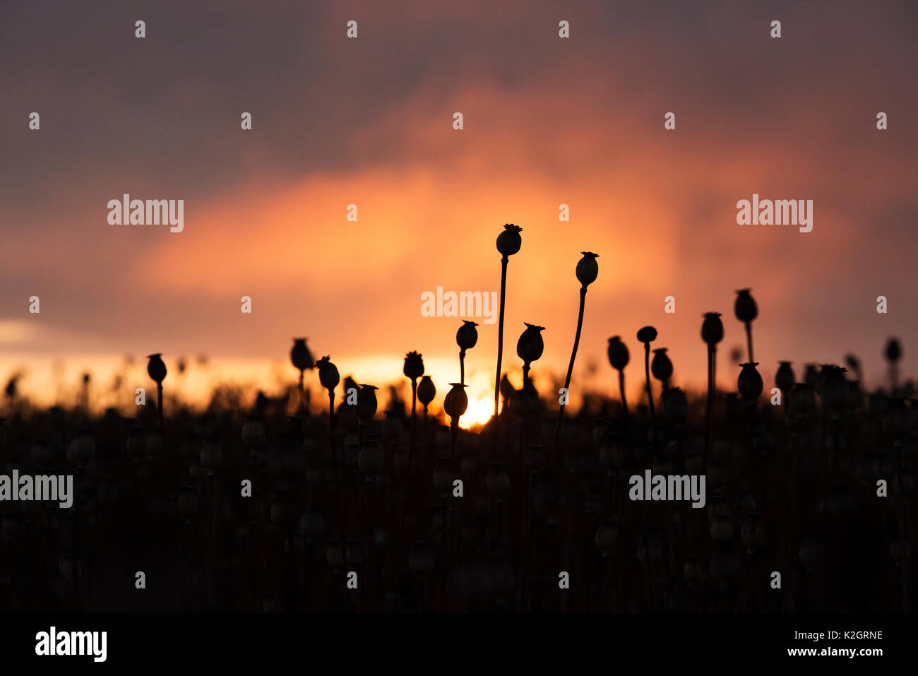 La graine de pavot capsules au lever du soleil dans un champ dans la campagne anglaise. Silhouette. L'Oxfordshire, UK Banque D'Images