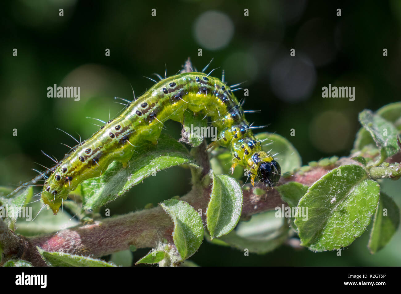 Feuilles vert vif sur Caterpillar Banque D'Images