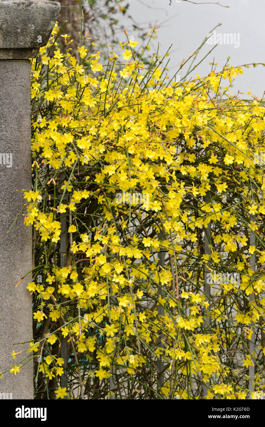 Jasmin d'hiver (jasminum nudiflorum) Banque D'Images