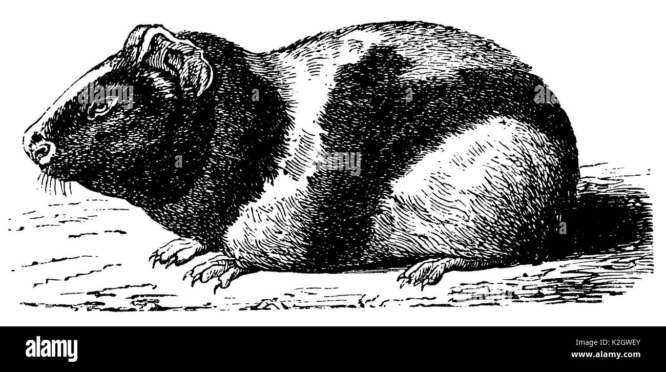 Cochons d’Inde Banque D'Images