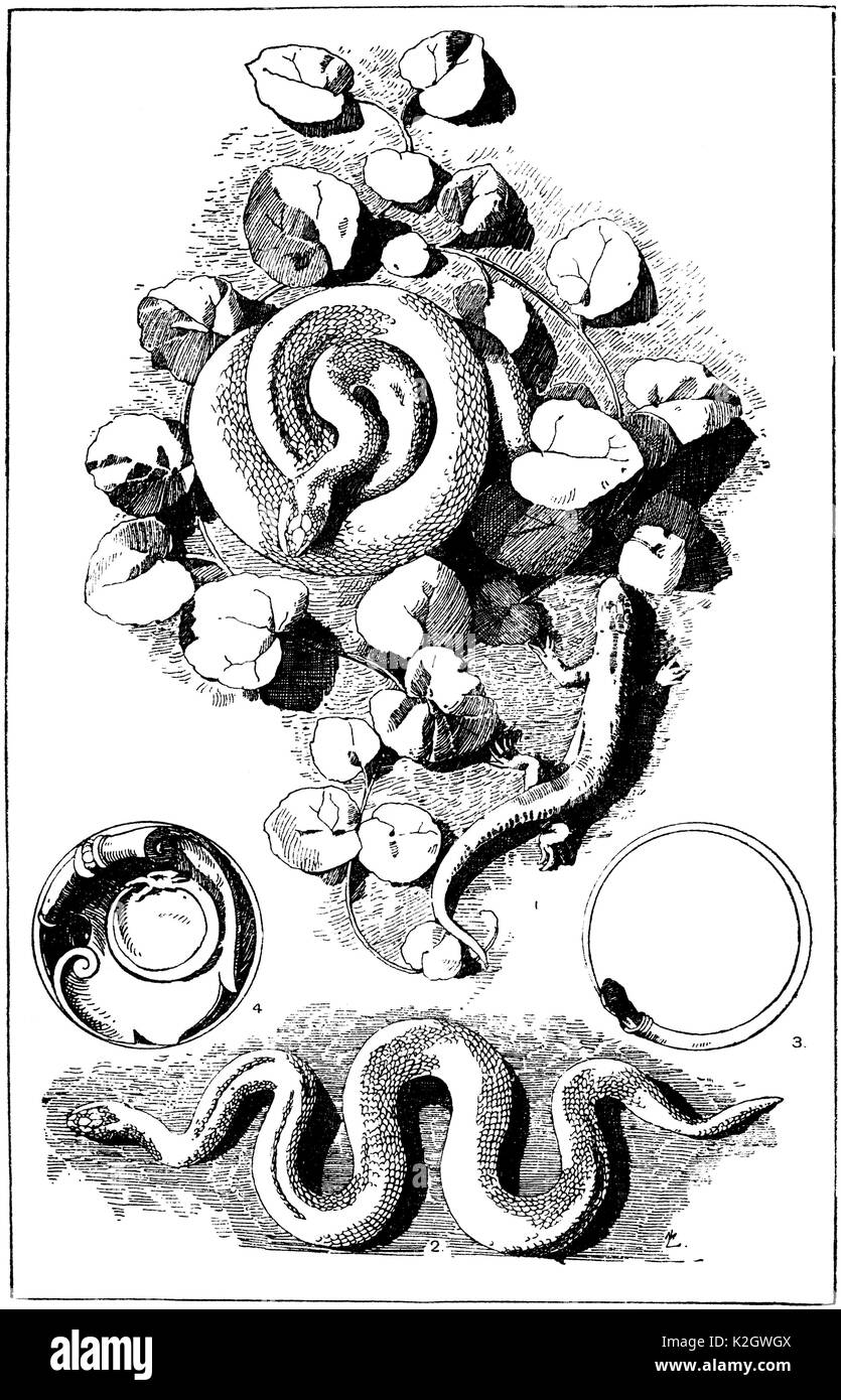 Serpents : 1 moulage naturel d'une vipère (Vipera berus - Pelias berus ) dans les feuilles de lierre terrestre (Glechoma hederacea) ; à côté d'un lézard (Lacerta viridis - Lacerta agilis ) . Par J. Eberhard de Heilbronn. 2 moulage naturel d'une vipère . Par J. Eberhard de Heilbronn. 3 bracelet Antique sous la forme d'un serpent , trouvés à Pompéi. 4 serpent comme un symbole de l'éternité, d'une allégorie de A. Seder , ( Gerlach, allégories et emblèmes ) Banque D'Images