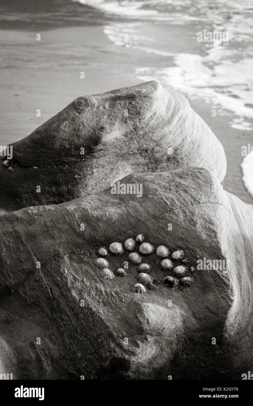 Détail de plage, noir et blanc, les balanes et les patelles on rock Banque D'Images