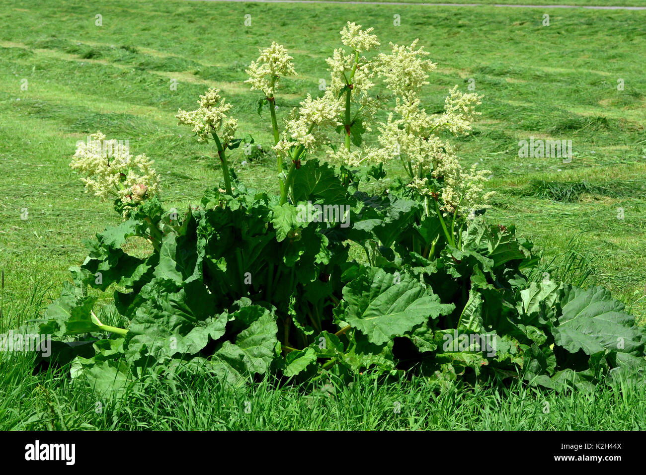 Jardin Rhubarbe (Rheum rhabarbarum), la floraison. Banque D'Images