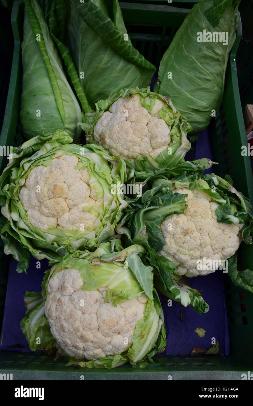 Chou-fleur blanc (Brassica oleracea) d'être présenté dans une échoppe de marché Banque D'Images