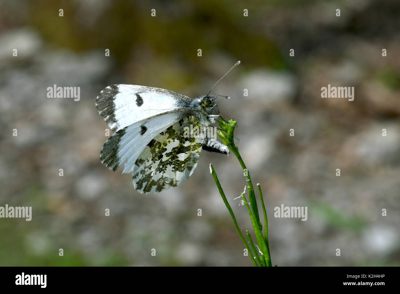 Orange-Tip (Anthocharis cardamines), femme couchée oeufs Banque D'Images