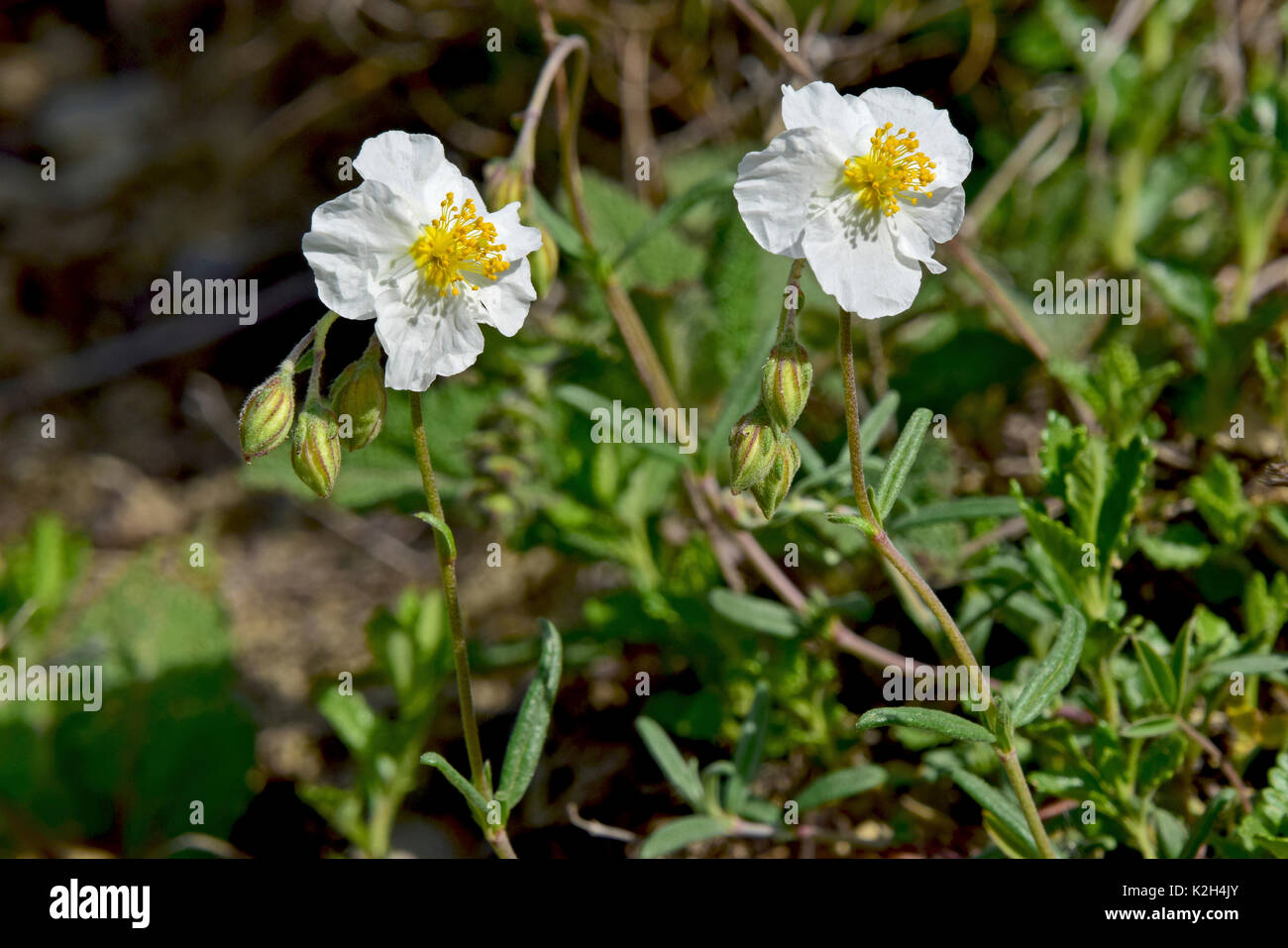 .White Rock Rose Helianthemum apenninum (fleurs), Banque D'Images