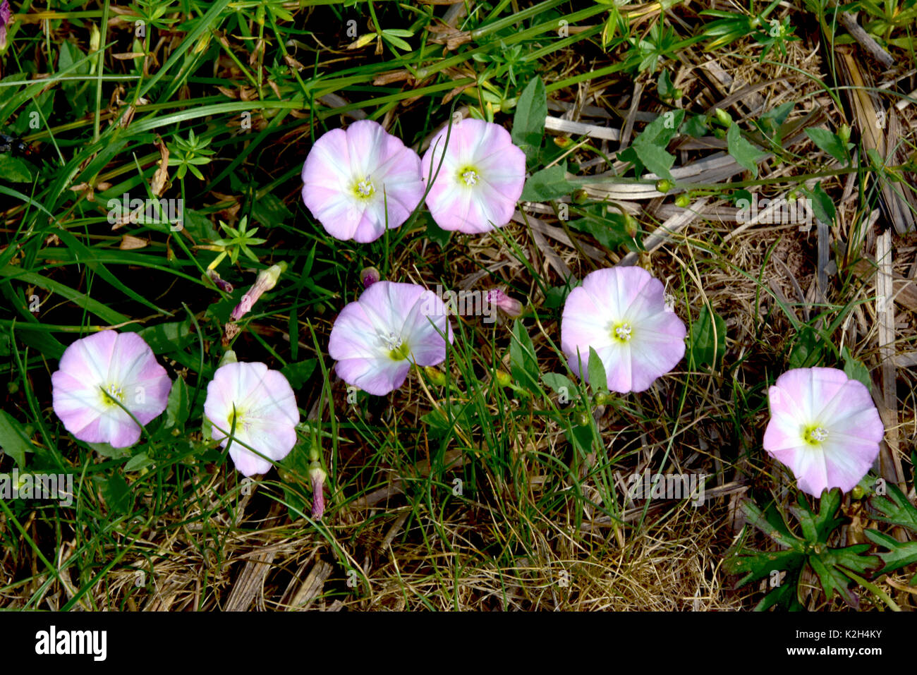 Liseron des champs (Convolvulus arvensis) blossoms Banque D'Images