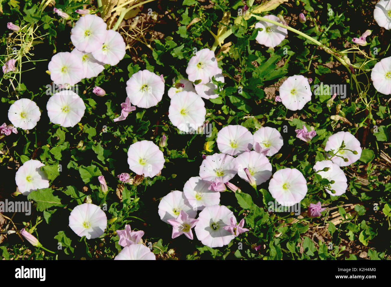 Liseron des champs (Convolvulus arvensis) blossoms Banque D'Images