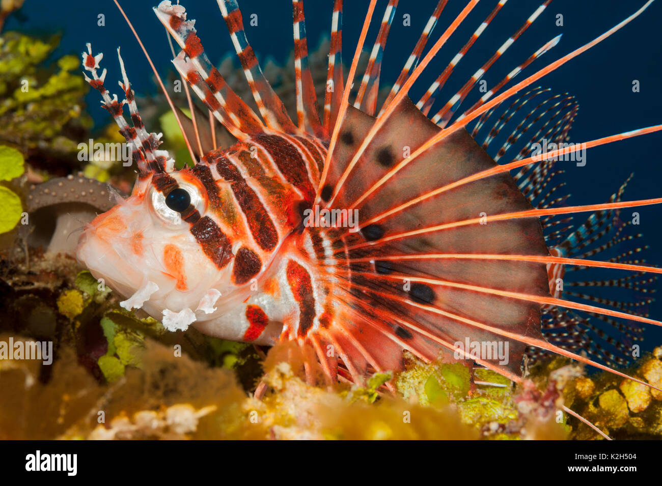 Broadfin Firefish, le poisson Lion, Antennata Poisson-papillon, Ragged-Firefish (Pterois antennata à ailettes) reposant sur un récif de corail.. Banque D'Images