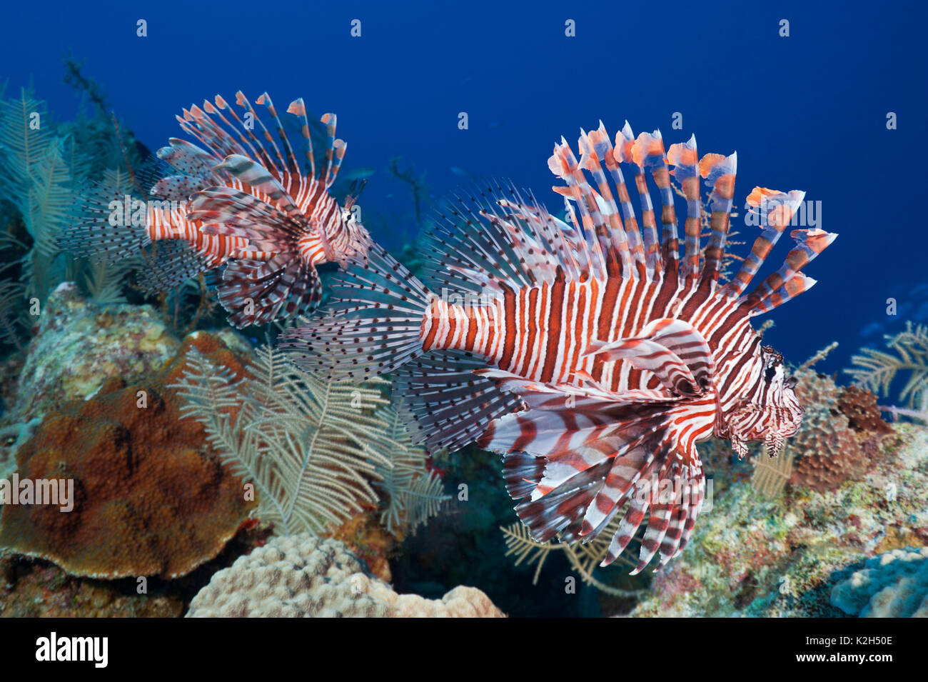 Rouge, poisson-papillon .Firefish, Devil Firefish, Fireworkfish, poisson-papillon rouge (Pterois volitans), deux d'entre eux la natation au-dessus d'un récif de corail. Banque D'Images