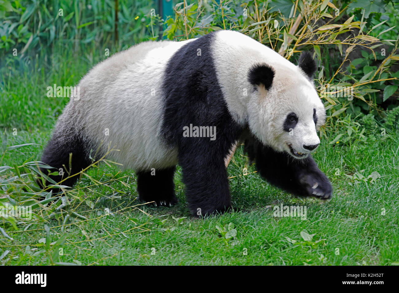 Panda géant (Ailuropoda melanoleuca), femme Yang Yang dans l'enceinte du Zoo de Vienne Banque D'Images