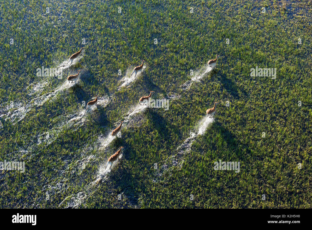 Cobes Lechwes rouges (Kobus leche leche), exécuté dans un marais d'eau douce, vue aérienne, Delta de l'Okavango, Moremi, Botswana Banque D'Images