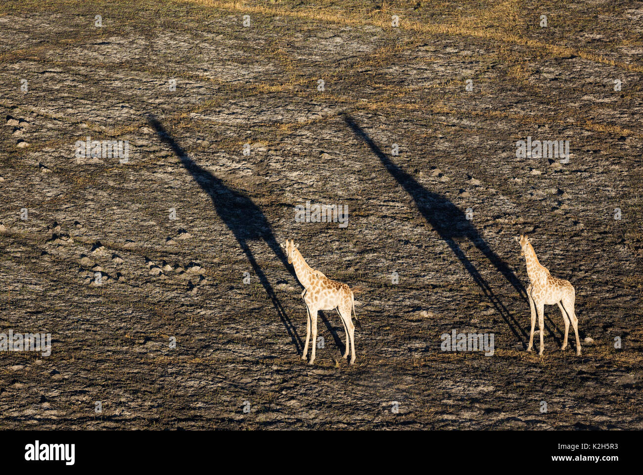 Le sud de Girafe (Giraffa camelopardalis giraffa), deux hommes en fin de soirée, vue aérienne Banque D'Images Le sud de Girafe (Giraffa camelopardalis giraffa), deux hommes en fin de soirée, vue aérienne Banque D'Images