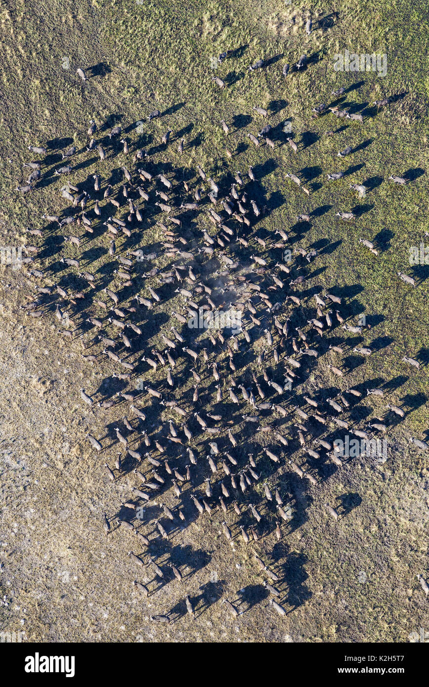 Buffle africain, Buffle (Syncerus caffer) troupeau grâce à l'itinérance, de marais d'eau douce vue aérienne Banque D'Images