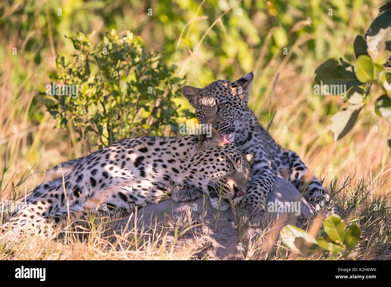Leopard (Panthera pardus), femme sa toilette sept mois cub Banque D'Images