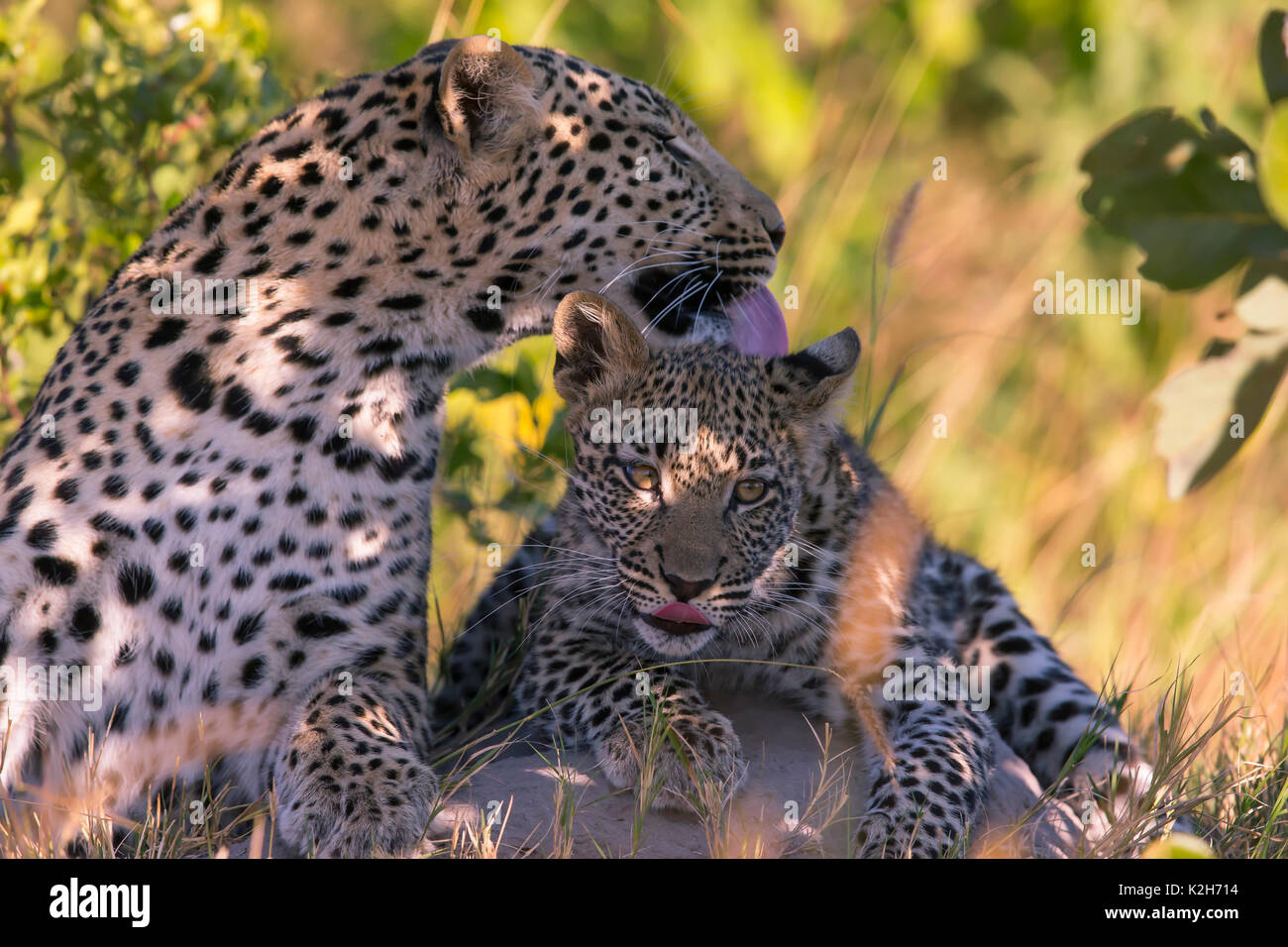Leopard (Panthera pardus), femme sa toilette sept mois cub Banque D'Images
