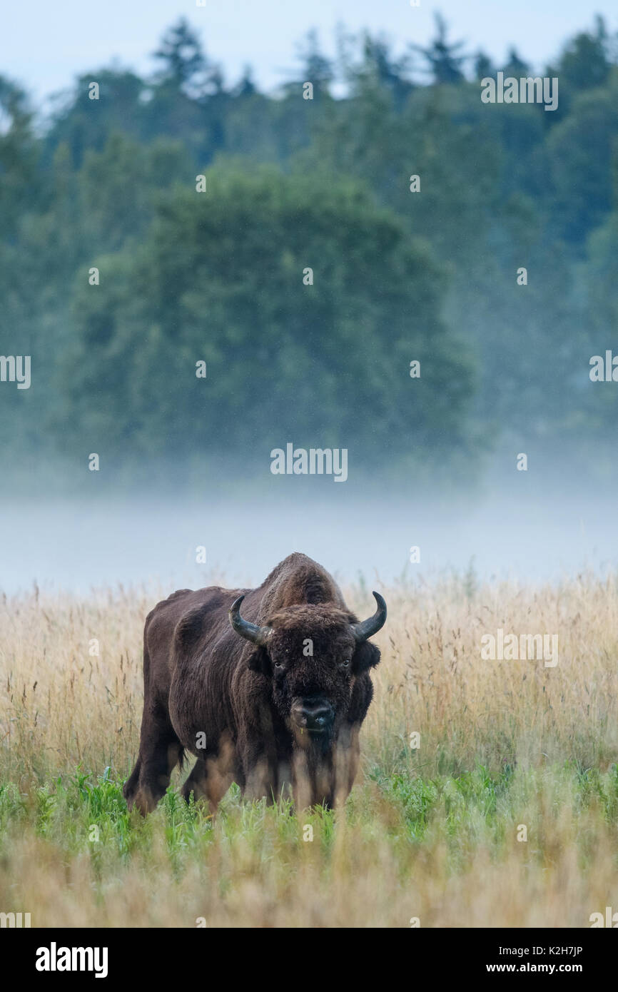 Bison d'Europe (Bison bonasus) sur un matin d'été dans le parc national de Bialowieza, Pologne. Juillet, 2017. Banque D'Images